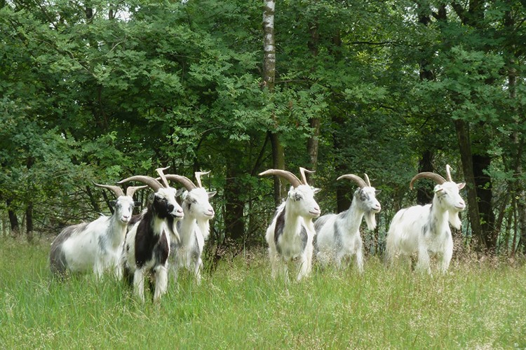 "Ormanın sigortası..."