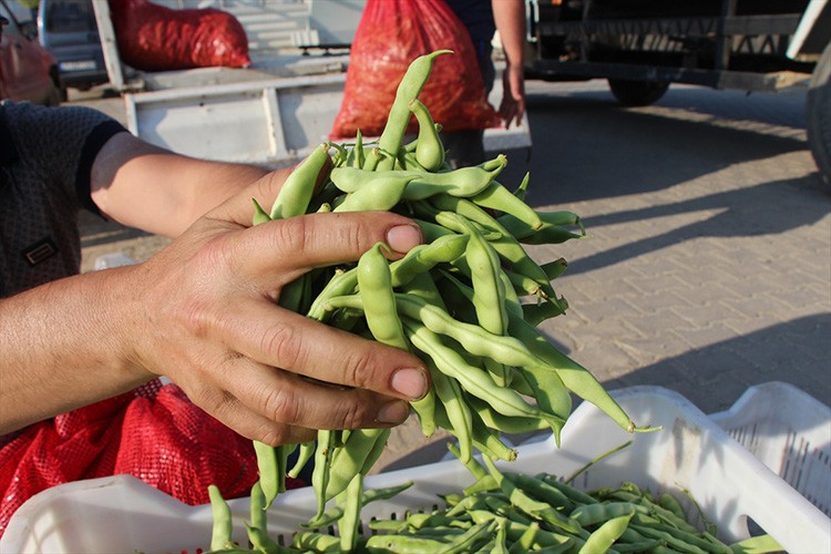 "Pazarcık boncuğu" fasulyenin hasadı başladı