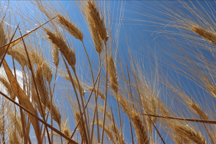 Kilis'te hububatta yüksek rekolte bekleniyor