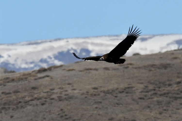 Kars'ta ısınan havayla yaban hayatı canlandı