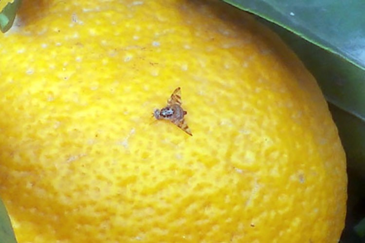 Akdeniz sineğiye mücadelede kısır böcek salımı