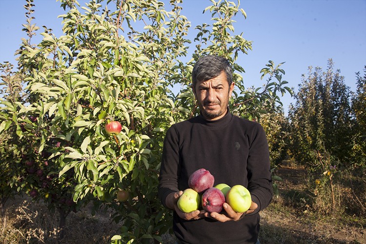 Kurduğu elma bahçesinden 180 ton verim aldı