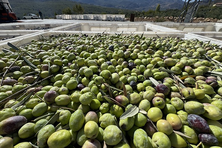 Zeytinyağı sıkım tesisleri yöre halkına kazanç oldu