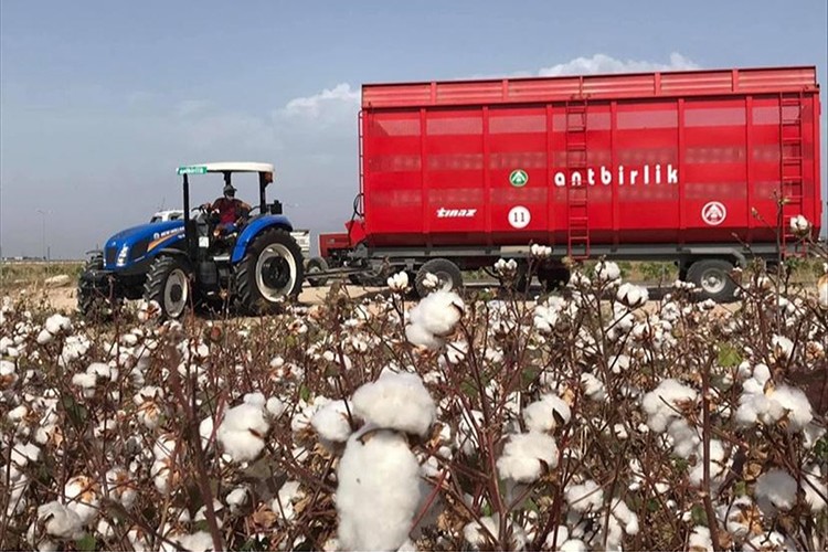 ANTBİRLİK, kütlü pamuğun kilogramını 28 liradan alacak