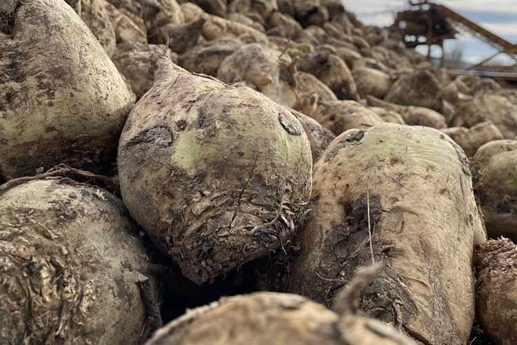 İhracatçılar şeker pancarındaki üretim artışından memnun