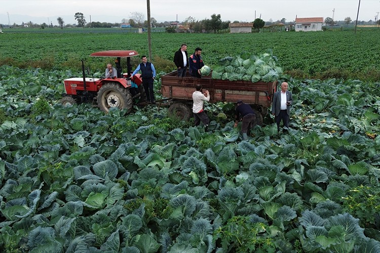 Bafra Ovası'nda beyaz lahana hasadı başladı