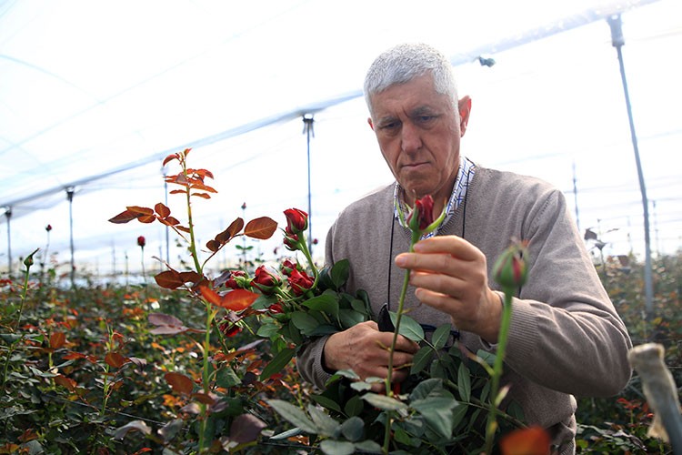 Mersin'de gül serası kuran çiftçi ihracat hedefliyor