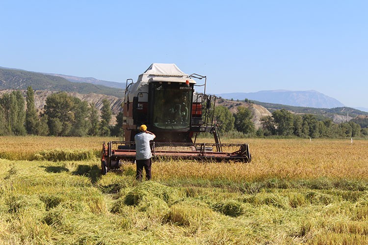 Tosya'da çeltik hasadı başladı