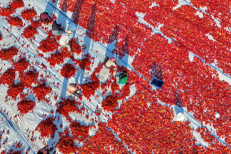 Türkiye'den yılın ilk yarısında 69 milyon 123 bin dolar kuru domates ihracatı