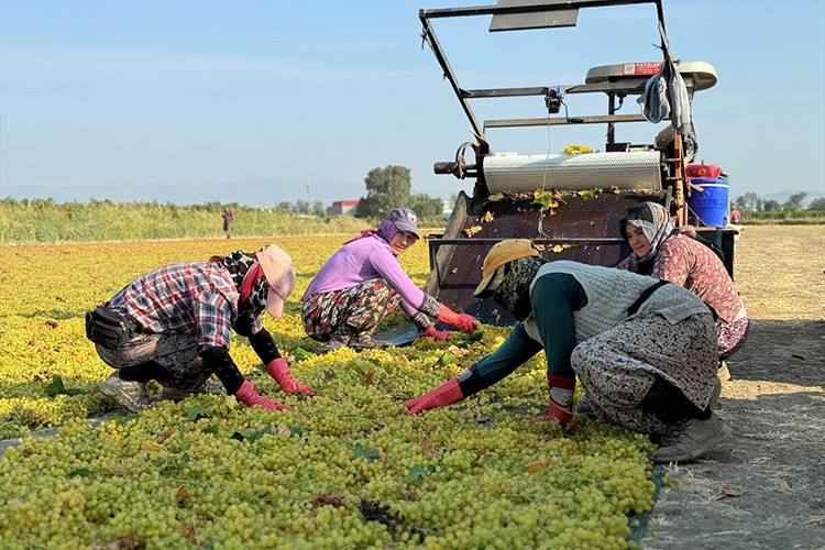 Sultani çekirdeksiz üzümün hasadı erken başladı