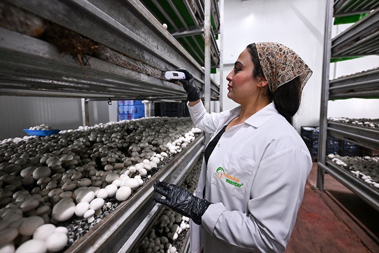 Kadınların çalıştığı tesiste üretilen mantarlar 48 ile gönderiliyor