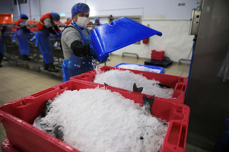 Muğla'dan 11 ayda 700 milyon dolarlık balık ihracatı yapıldı