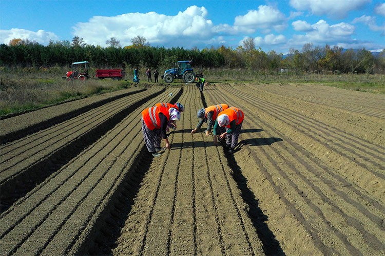 Daday Fidanlığı "Yeşil vatan" için 60 yıldır fidan üretiyor
