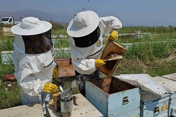 Arıcılık sektörü, katma değerli arı ürünlerinin desteklenmesini bekliyor