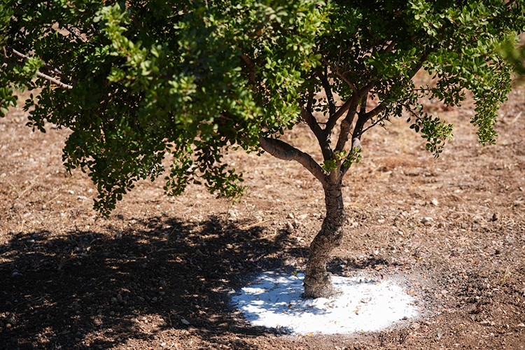 İzmir'de "altın damlayan ağaç" sayısı 15 yılda 100 kat arttı