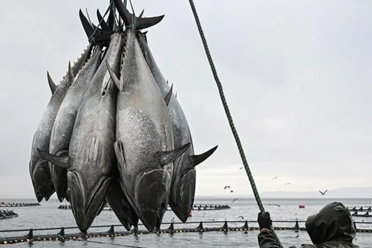 Doğu Karadeniz, su ürünleri ihracatında ilk çeyreği yüzde 37 artışla kapattı