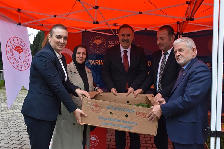 Trabzon'da üreticilere 260 bin sebze fidesi dağıtıldı