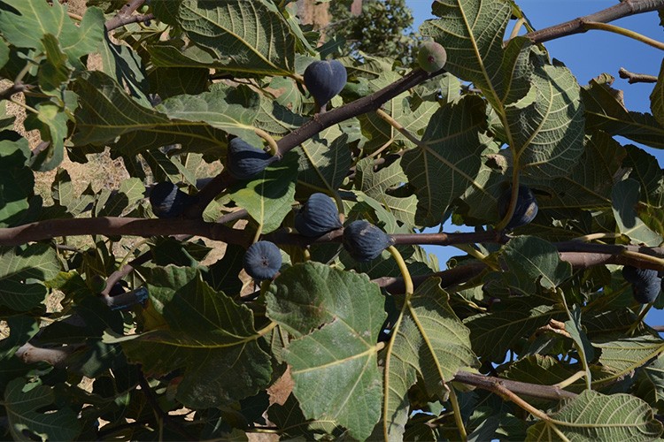 "Siyah orak" küresel pazarda rekabeti artıracak