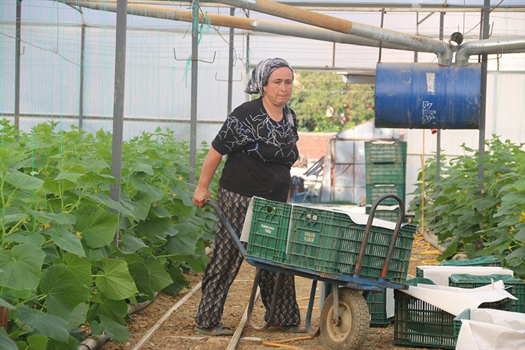40 derece sıcaklıkta salatalık hasadı