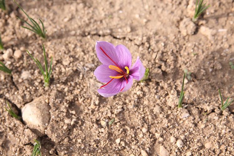 Safranda hedef 20 kilo