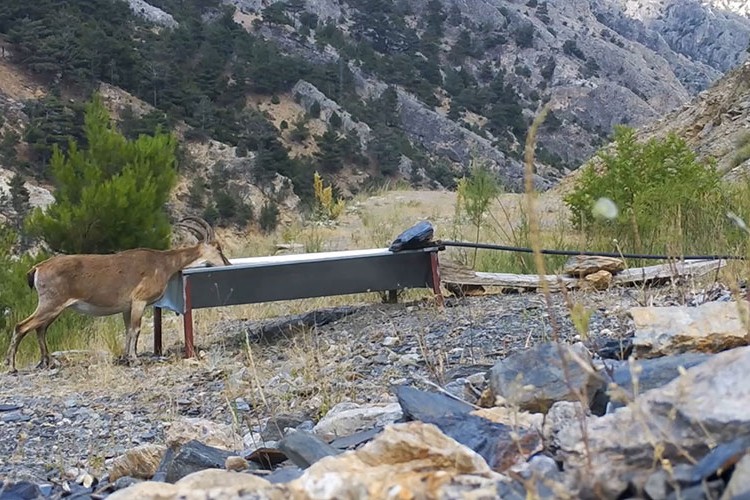 Yalaklar yaban hayvanlarına can suyu oluyor