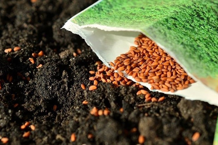 Üreticilere "kayıt dışı tohum" uyarısı