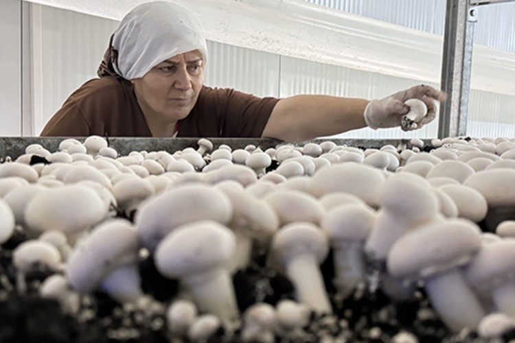 Mersin'de devlet desteğiyle kurulan tesiste ayda 60 ton mantar yetiştiriliyor