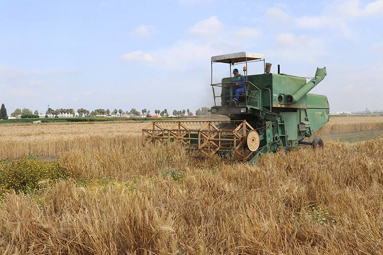 Yeni buğday ve arpa çeşitleri geliştirdi