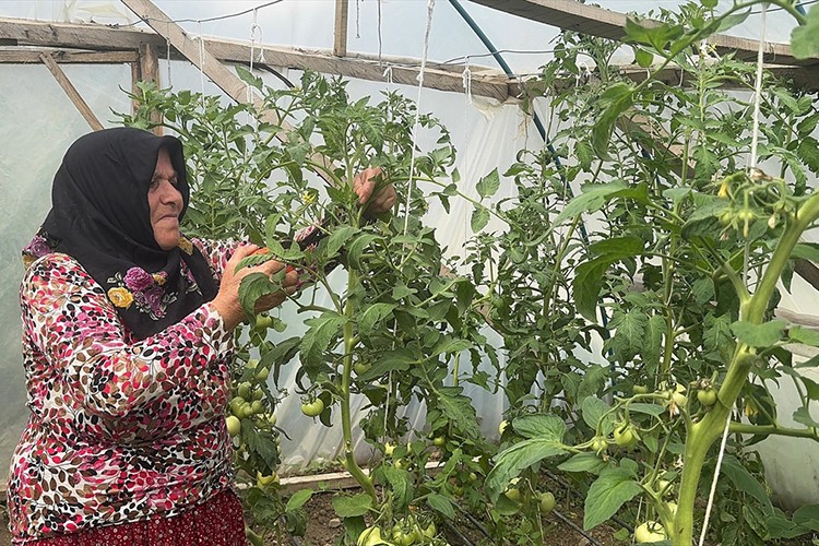 Ev hanımı kurduğu serada üretim yapıyor