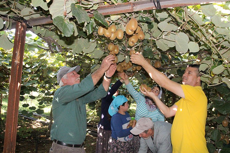 Mersin'de turfanda kivi hasadına başlandı