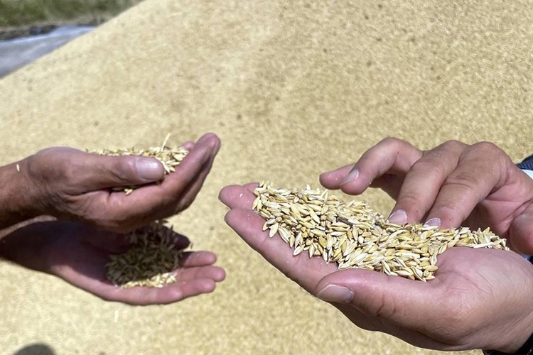 Hububat sektörü 8 ayda 2,3 milyar dolarlık ihracat gerçekleştirdi