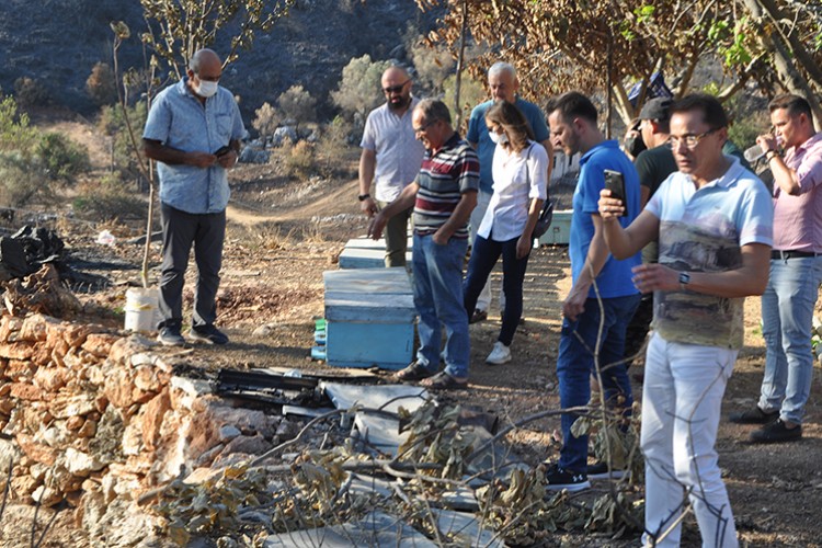 Muğla'da yangının arıcılığa etkileri araştırılıyor