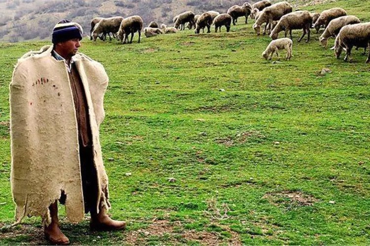 Çoban istihdamı destek başvuruları 2 Eylül'de başlıyor