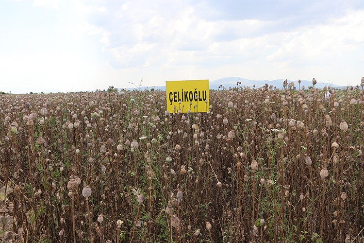 Denizli'ye uyum sağladı