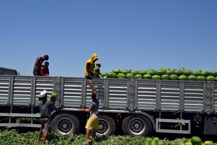 Muş'ta karpuzdan 70 milyon lira gelir bekleniyor