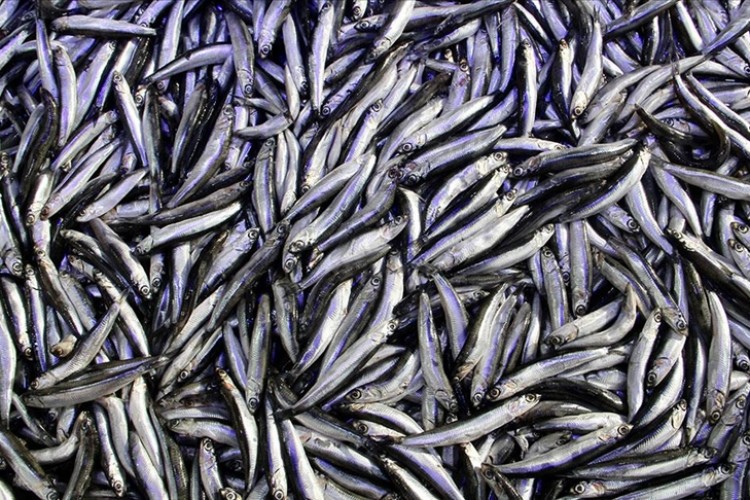 Hamsi ihracatı yılın ilk yarısını yüzde 23 artışla kapattı