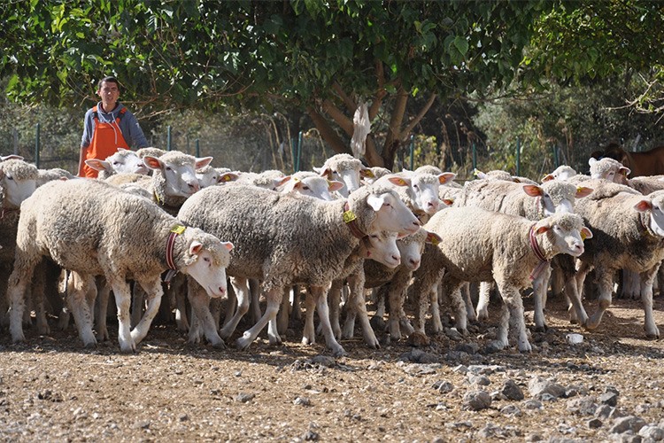 "İle de France" cinsi damızlık koyun yetiştiriyor