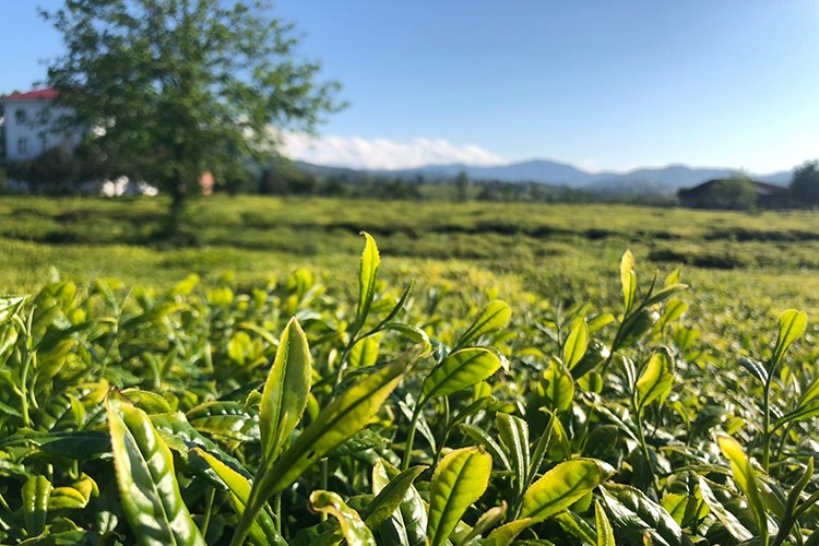 Lipton Doğu Karadeniz'de Çay Hasadına Başladı
