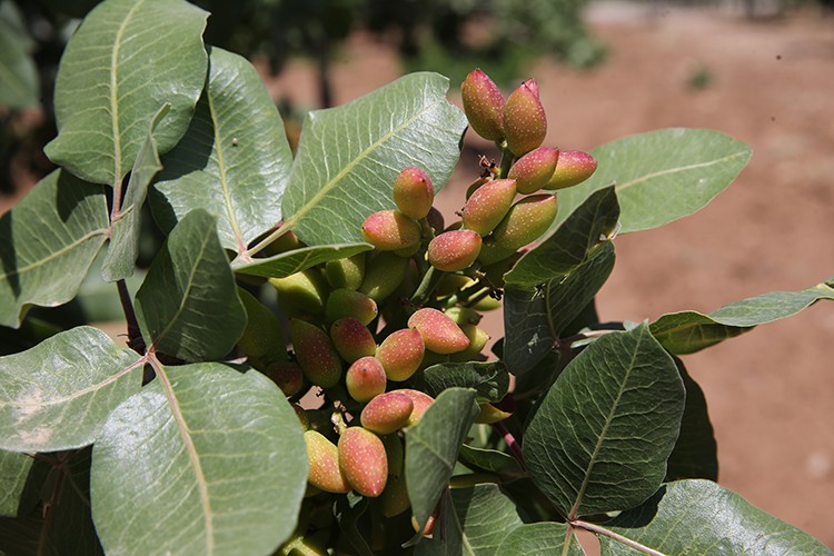 Şanlıurfa'da bahar yağmurları fıstık rekoltesinde beklentiyi yükseltti