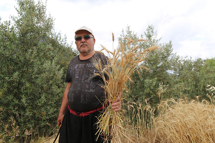 Yılın ilk buğday hasadı