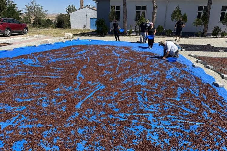 Yozgat'tan Japonya'ya kiraz ihracatı