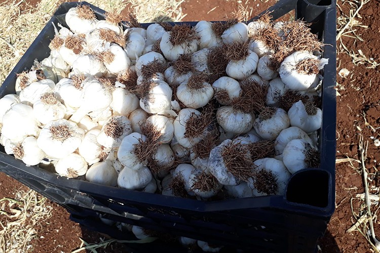 Yüksek rekolte bekleniyor