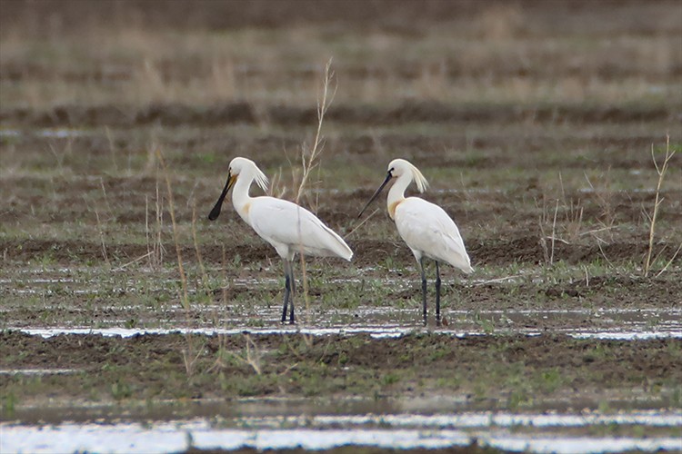 Ağrı Dağı eteklerinde "Kaşıkçı" kuşları görüntülendi