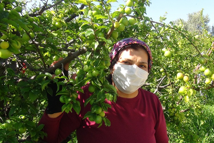 Mersin'de açıkta erik hasadı başladı