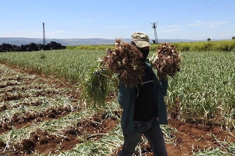 Araban Ovası'nda sarımsak hasadı başladı