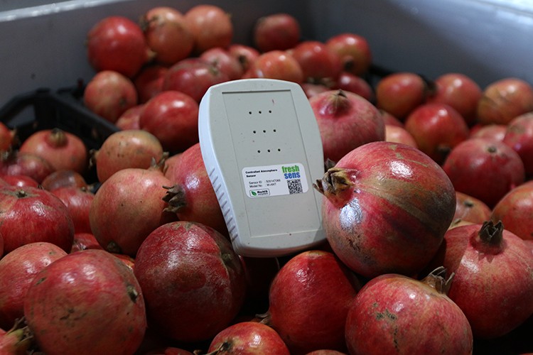 Yapay zeka ile "uyutulan" bitkilerin raf ömrü uzuyor