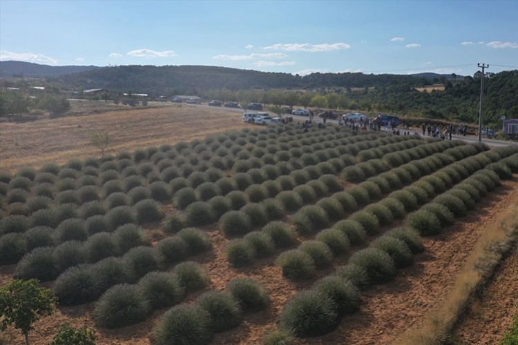 Afyonkarahisar'da lavanta bahçelerinde hasat başladı