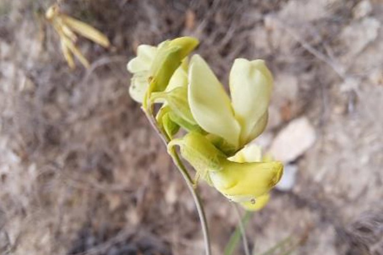 Literatüre Yeni Türler Kazandırmaya Devam Ediyor