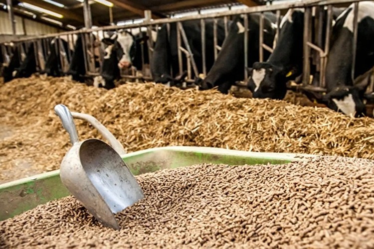 Deprem bölgesinde hayvan yemi dağıtımı sürüyor