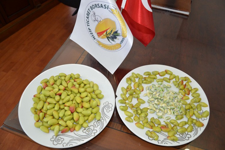 Sezonun ilk Antep fıstığı yetiştiricisine altın ödülü